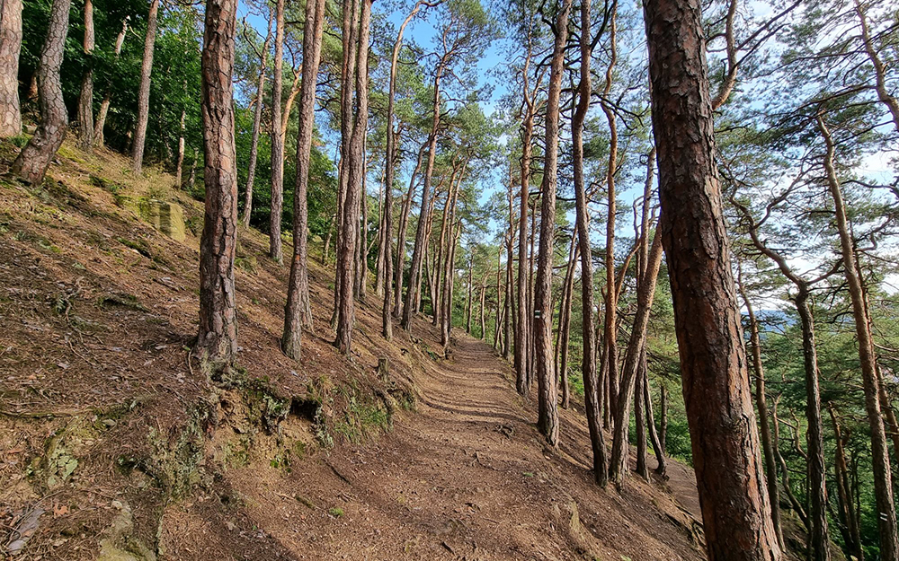 Kov cesta ve susice